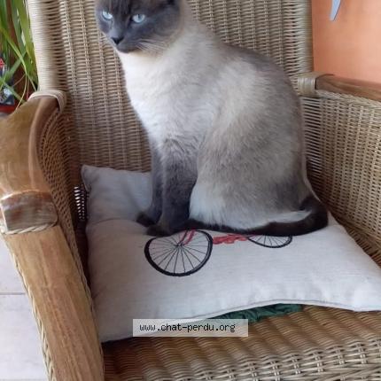 Photo 1/1 Caramel Chat perdu à Bellefont la rauze