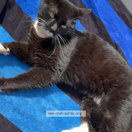 Photo 1/1 Paillette Chat perdu à Fameck