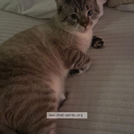 Photo 1/1 Chat y’a pas de prénom Chat perdu à Halluin