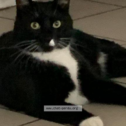 Photo 1/1 Chaussette Chat perdu à Lille