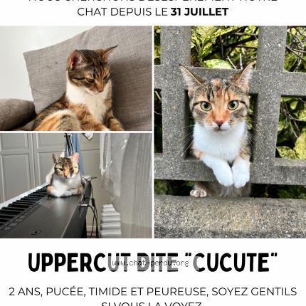 Photo 1/1 Uppercut Chat perdu à Sartrouville