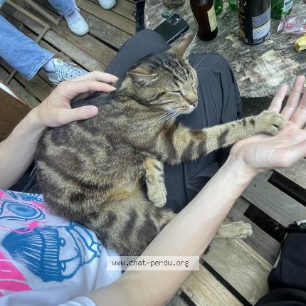 Photo 1/1 Chat retrouvé Perdu à Orleans