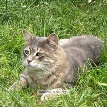 Photo 1/1 Chat retrouvé Perdu à Engenville