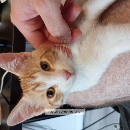 Photo de chat trouvé à Toulouse