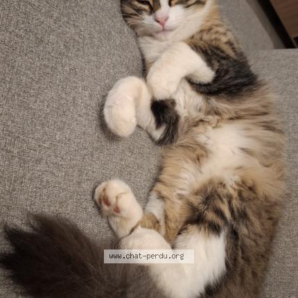 Photo 1/1 Ziggy Chat perdu à Saints martin des entrees