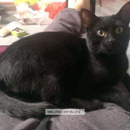 Photo 1/1 Tupac Chat perdu à Villeneuve sur yonne