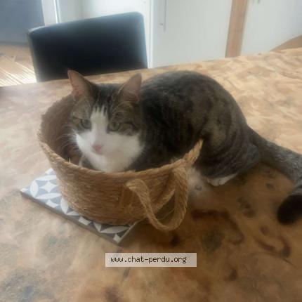 Photo de chat perdu à Chadrac