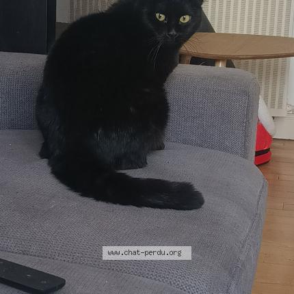 Photo 1/1 Nesquick Chat perdu à Metz