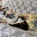 Photo de chat perdu à Geilles