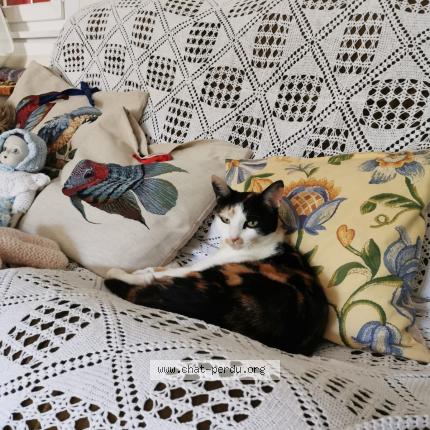 Photo 1/1 Chat retrouvé Perdu à Geilles