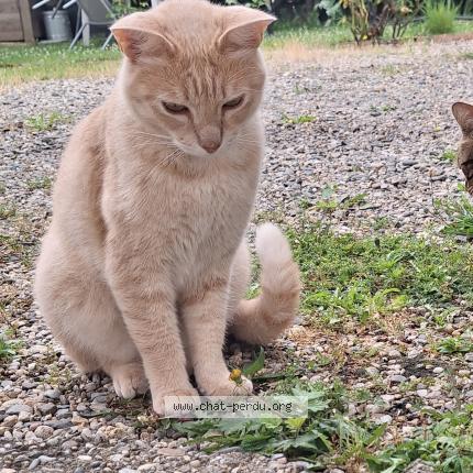 Photo 1/1 Chat retrouvé Perdu à Castelginest