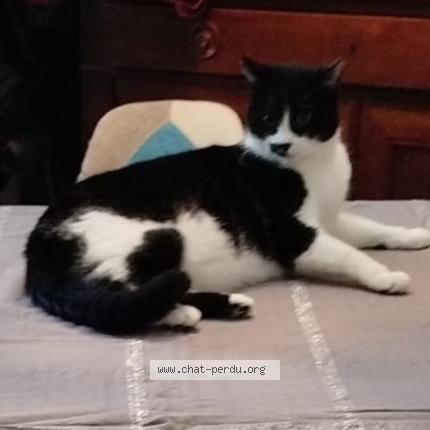 Photo 1/1 Chat retrouvé Perdu à Coulanges Les Nevers