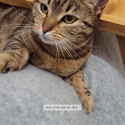 La première fois que j'ai perdu mon chat m23780360727_2.jpg?1737291812