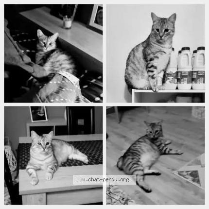 Photo 1/1 Waako Chat perdu à Fleac