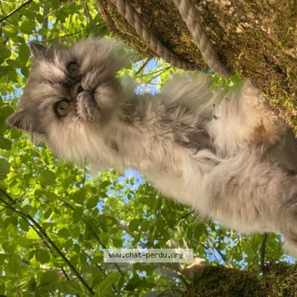 Photo de chat perdu à Beautiran