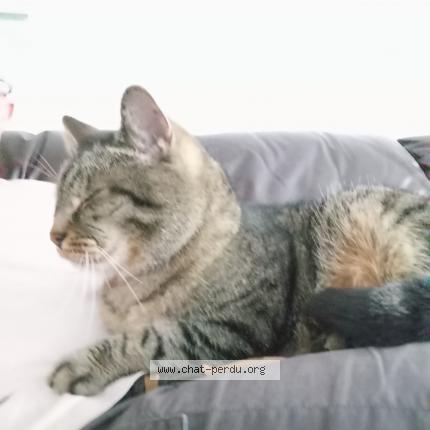 Photo 1/1 Romeo Chat perdu à Villeneuve d ascq