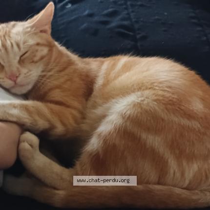 Photo 1/1 Caramel Chat perdu à Herblay