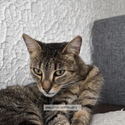 Photo 1/1 Chat retrouvé Perdu à Meung Sur Loire