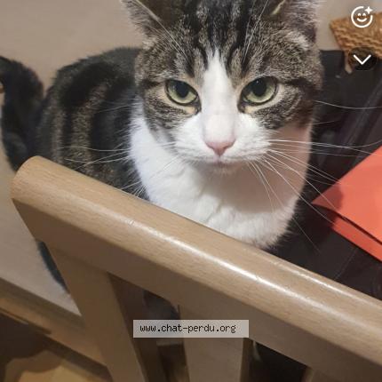 Photo de chat perdu à Marquette En Ostrevant