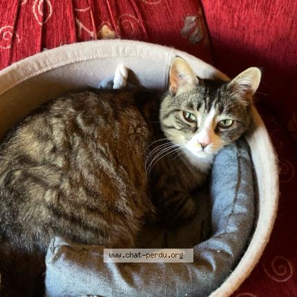 Photo 1/1 Nina Chat perdu à Corbeil essonne