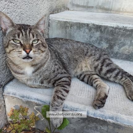Photo de chat perdu à Reims