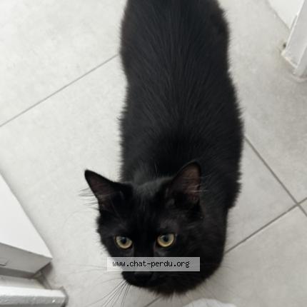 Photo 1/1 Chat retrouvé Perdu à Rouen