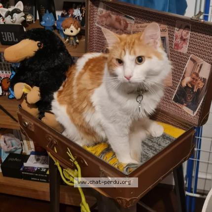 Photo 1/1 Chat retrouvé Perdu à Savigny Sur Orge