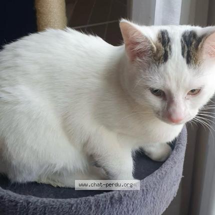 Photo 1/1 OSLO Chat perdu à Varilhes