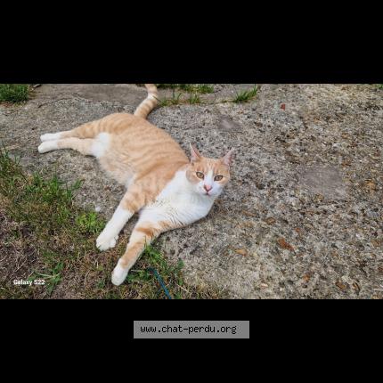 Photo de chat perdu à Lagny Sur Marne
