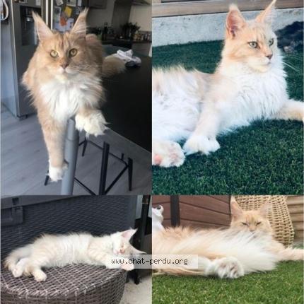 Photo 1/1 SHANA Chat perdu à Boigny sur bionne