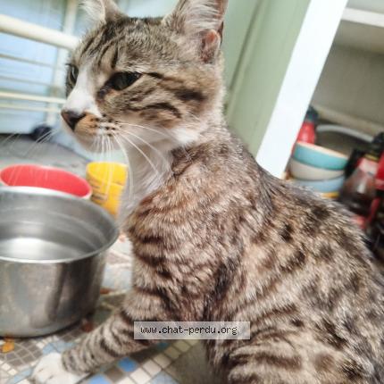 Photo de chat trouvé à Lille