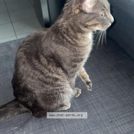 Photo 1/1 Yuki Chat perdu à Saint julien en genevois