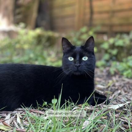 Photo de chat perdu à Nantes