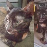 Photo de chat perdu à Marikina City