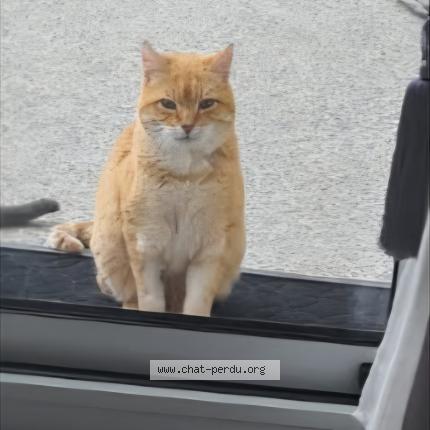 Photo de chat perdu à Benouville
