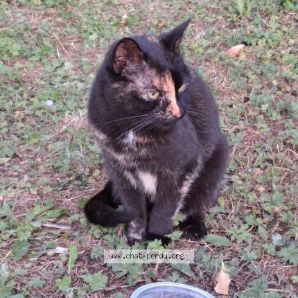 Photo de chat trouvé à Rouvroy