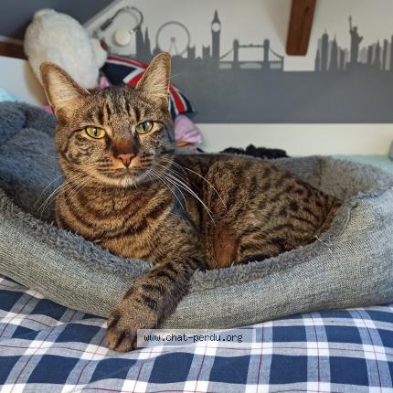Photo 1/1 Chat retrouvé Perdu à Villers Sur Mer