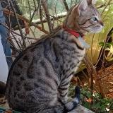 Photo de chat perdu à Ahuy