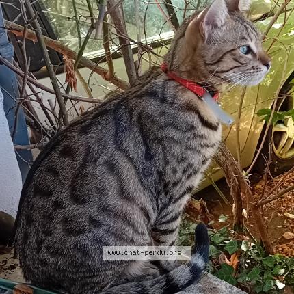 Photo 1/1 Chat retrouvé Perdu à Ahuy