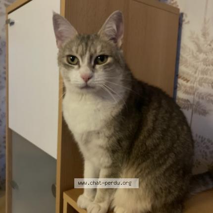 Photo de chat perdu à Les Cordeliers