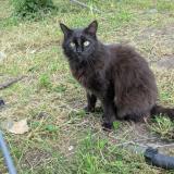 Photo de chat perdu à Montval Sur Loir