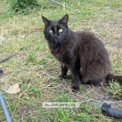 Photo 1/1 Chat retrouvé Perdu à Montval sur loir