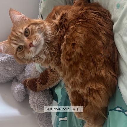 Photo 1/1 Ulysse Chat perdu à Le cannet