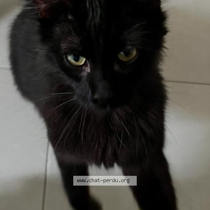 Photo de chat perdu à Rouen