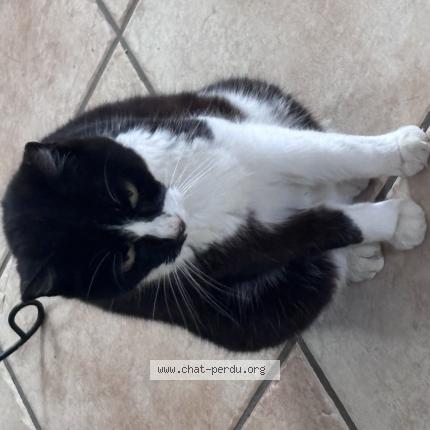 Photo 1/1 Cléo Chat perdu à L isle sur la sorgue