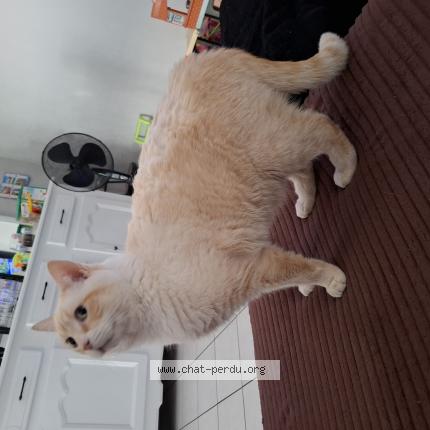 Photo 1/1 Nounou Chat perdu à Poitiers