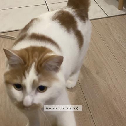 Photo 1/1 Oda Chat perdu à Reze