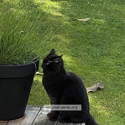 Photo 1/1 Gaston Chat perdu à Biscarrosse