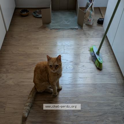 Photo de chat trouvé à Besancon