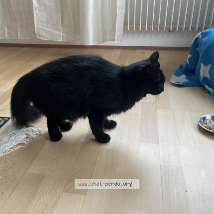 Photo 1/1 Chat retrouvé Perdu à Bienne
